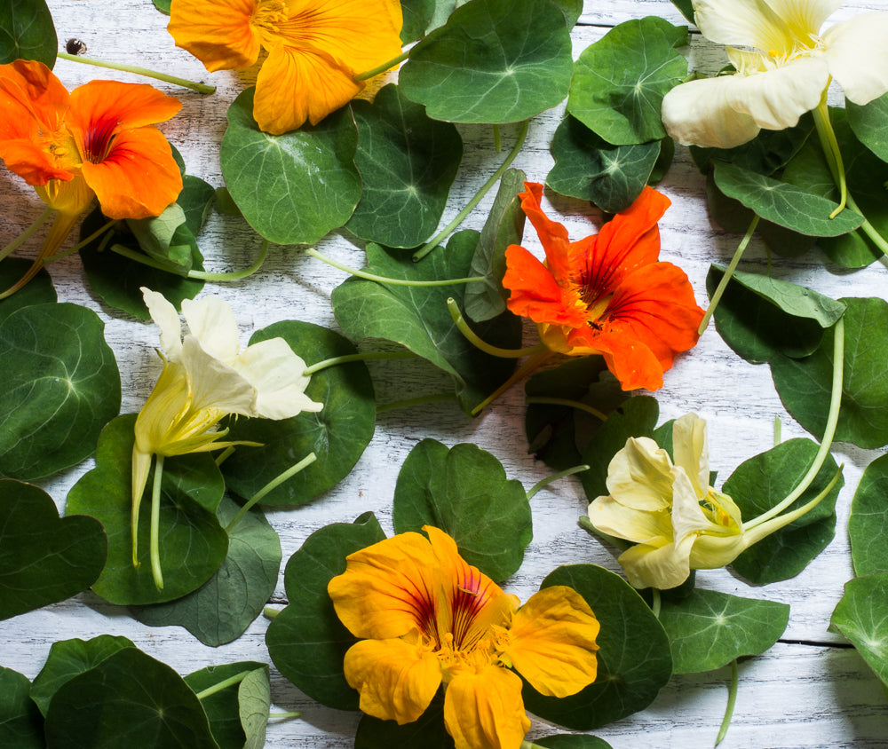 Nasturtium : What's Edible & How To Use It